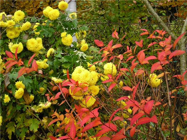 Krizantema i Spiraea bumalda